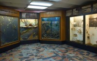 Музей природы и экологии