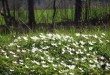 Весна в Беларуси