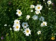 Цветы Беларуси