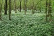 Белорусский лес