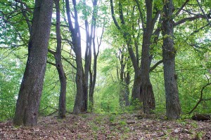 Берёзовка Шкловский район