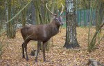 зоопарк Березинского заповедника