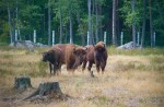 Вольеры Беловежской пущи