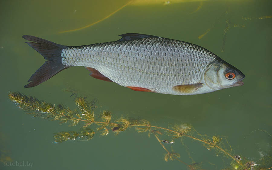 Рыбы Беларуси Фото