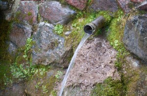 Родник Гомельский. 2025 г. родник Гомельский