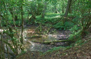 Судницкие родники