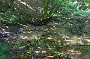 Судницкие криницы